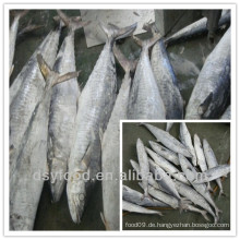 Gefrorene Makrele Fisch / gefrorene Makrele / gefrorene Pferd Macker / gefrorene spanische Makrele